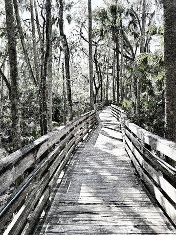 Blue Springs Boardwalk